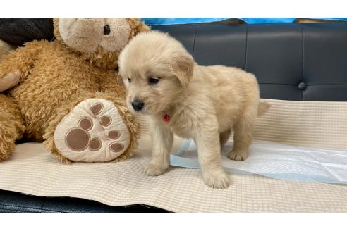 販売中の兵庫県のゴールデンレトリーバー-387734の8枚目